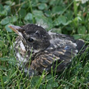 baby bird sitting on grass