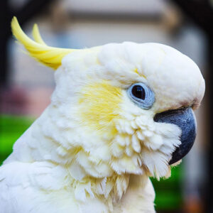 head shot of a sulphur-crested cockatoo with crest slightly up