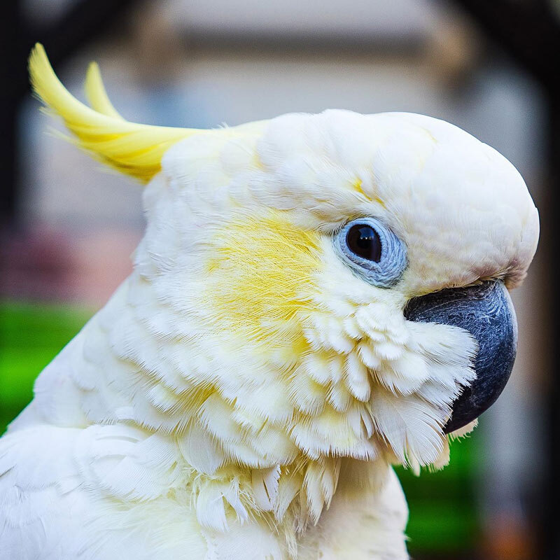 head shot of a sulphur-crested cockatoo with crest slightly up