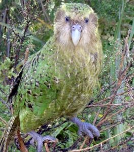 kakapo parrot