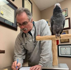 African grey parrot