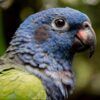 closeup on face of blue-headed Pionus parrot