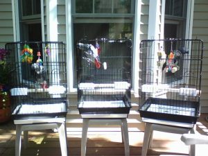 African grey parrots