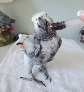 African grey parrot