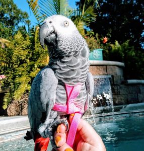 African grey parrot on harness