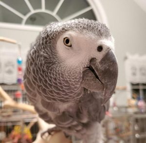 African grey parrot face