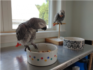 African greys perched on bowl and perch