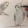 budgie and cockatiel sketch
