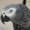 African grey parrot head profile