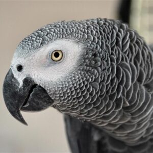 African grey parrot head profile