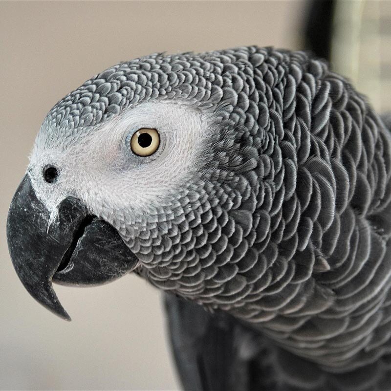 African grey parrot head profile
