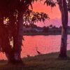 crane standing beside lake at sunset
