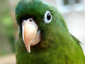 parrot face