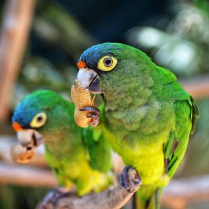 birds on branch eating peanuts