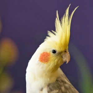 cockatiel head looking to the side