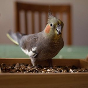 cockatiel in food dish