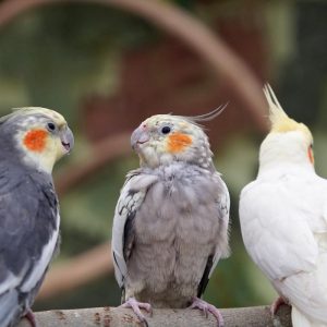 three cockatiels on branch