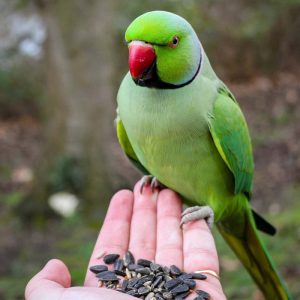 Indian Ring-Necked Parakeet on hand full of seed