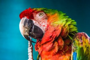 macaw