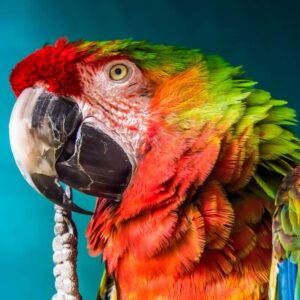 close up on face of macaw with toe in beak