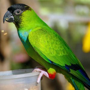 nanday conure at food dish