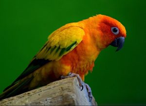 conure