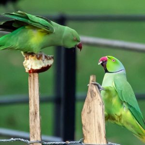 two Indian ring-necked parakeets squabble over food
