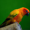 sun conure on perch in front of green background