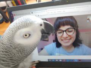 African grey parrot in front of computer
