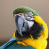 close up on head of blue-and-gold macaw looking over their wing