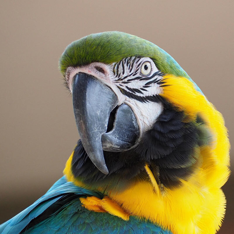 close up on head of blue-and-gold macaw looking over their wing