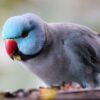 blue Indian ring-necked parakeet eating