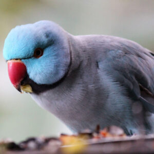 blue Indian ring-necked parakeet eating
