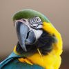 blue-and-gold macaw