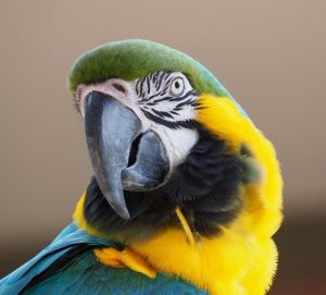 blue-and-gold macaw