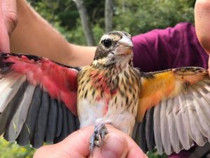 rose-breasted grosbeak (Pheucticus ludovicianus)