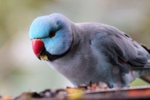 Indian ringneck