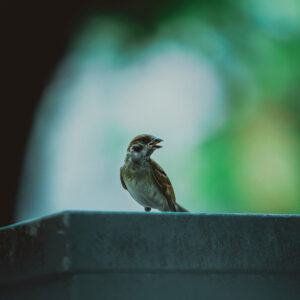 wild bird, perhaps a sparrow, standing on wall outdoors with beak open