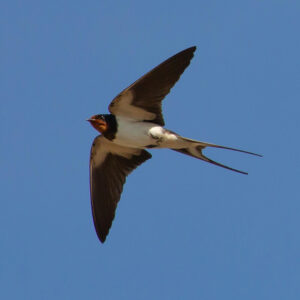 swallow flying against blue sky