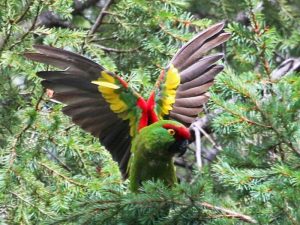 Thick-billed parrot in tree