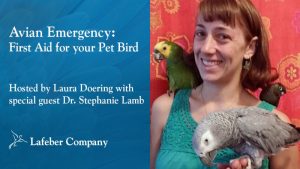 webinar slide promotes Dr. Stephanie Lamb discussing first aid for pet birds
