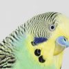 budgie, parakeet head