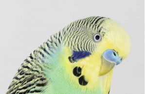 budgie, parakeet head