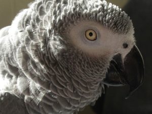 face of African grey parrot