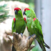 two thick-billed parrots standing on branch perch in zoo