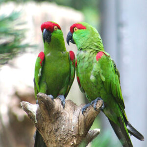 two thick-billed parrots standing on branch perch in zoo