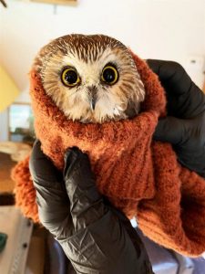 saw-whet owl wrapped in hat