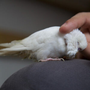 budgie sitting on knee being pet with a finger