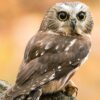 saw-whet owl sitting on branch