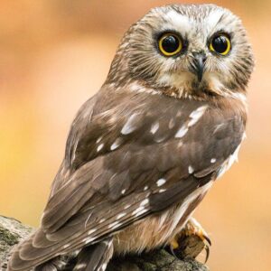 saw-whet owl sitting on branch